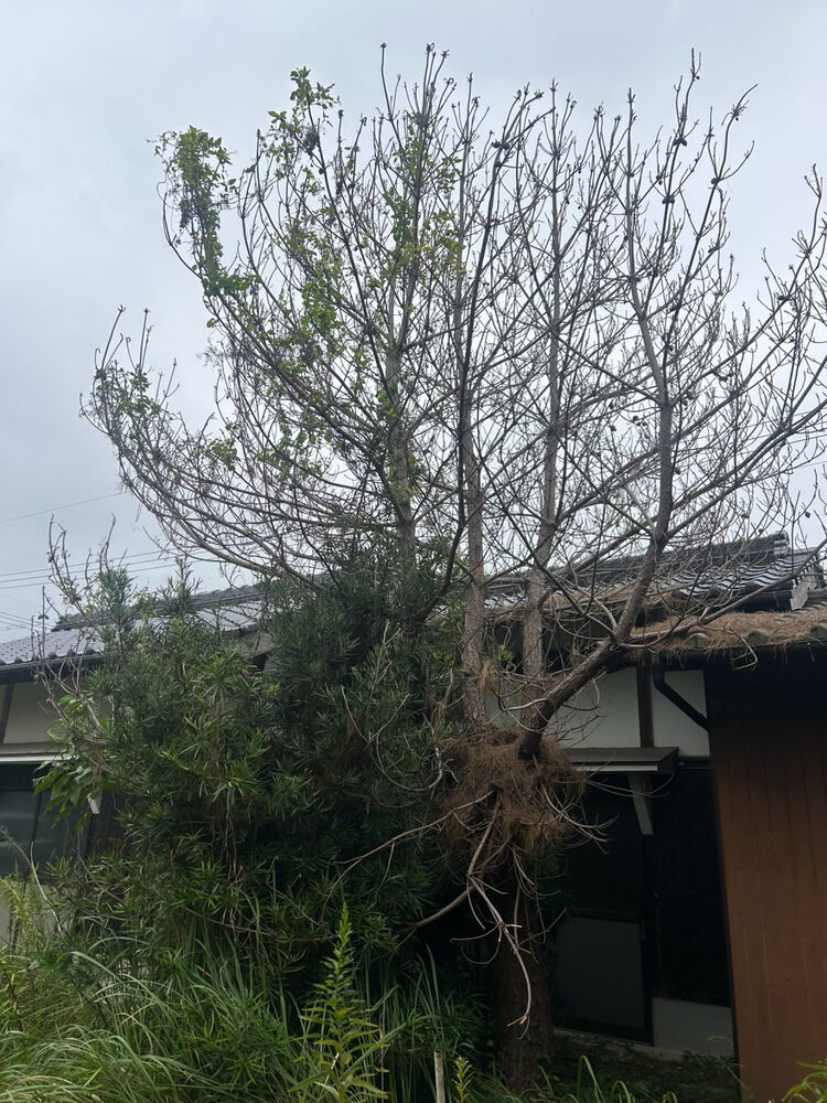 ブログ